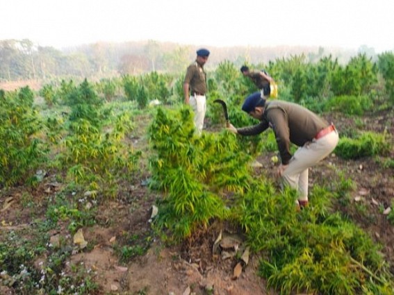 Bodhjungnagar police destroyed Ganja cultivations in Rajchantai area. TIWN Pic Jan 31 Bodhjungnagar police destroyed Ganja cultivations in Rajchantai area. TIWN Pic Jan 31